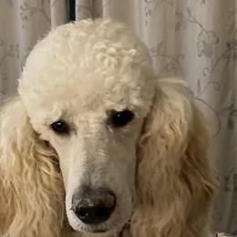 Poodles from Stylish Standards