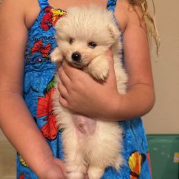 Boy 1 - male American Eskimo Dog puppy in Canton, Texas from Dan's Eskimo Dogs