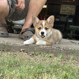 Dale - Sable male Pembroke Welsh Corgi puppy in Cooper, Texas from S7 Corgis and Chaos