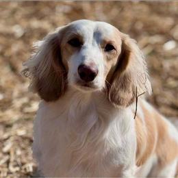Dachshund puppies from Willow Moons Dachshunds