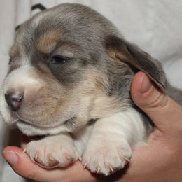 Champion Dad Zelda - Blue tan and white female Beagle puppy in Spring Creek, Nevada from Battleborn Aussies and Beagles