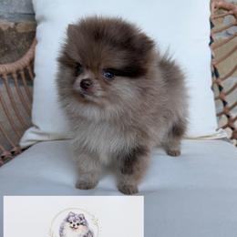 Soufflé - Chocolate merle male Pomeranian puppy in Morgan, Utah from Rockstar Rigby Pomeranians