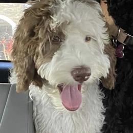 Happy  - Australian Labradoodle