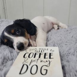 Dachshund Puppies from Mighty Paws Manor