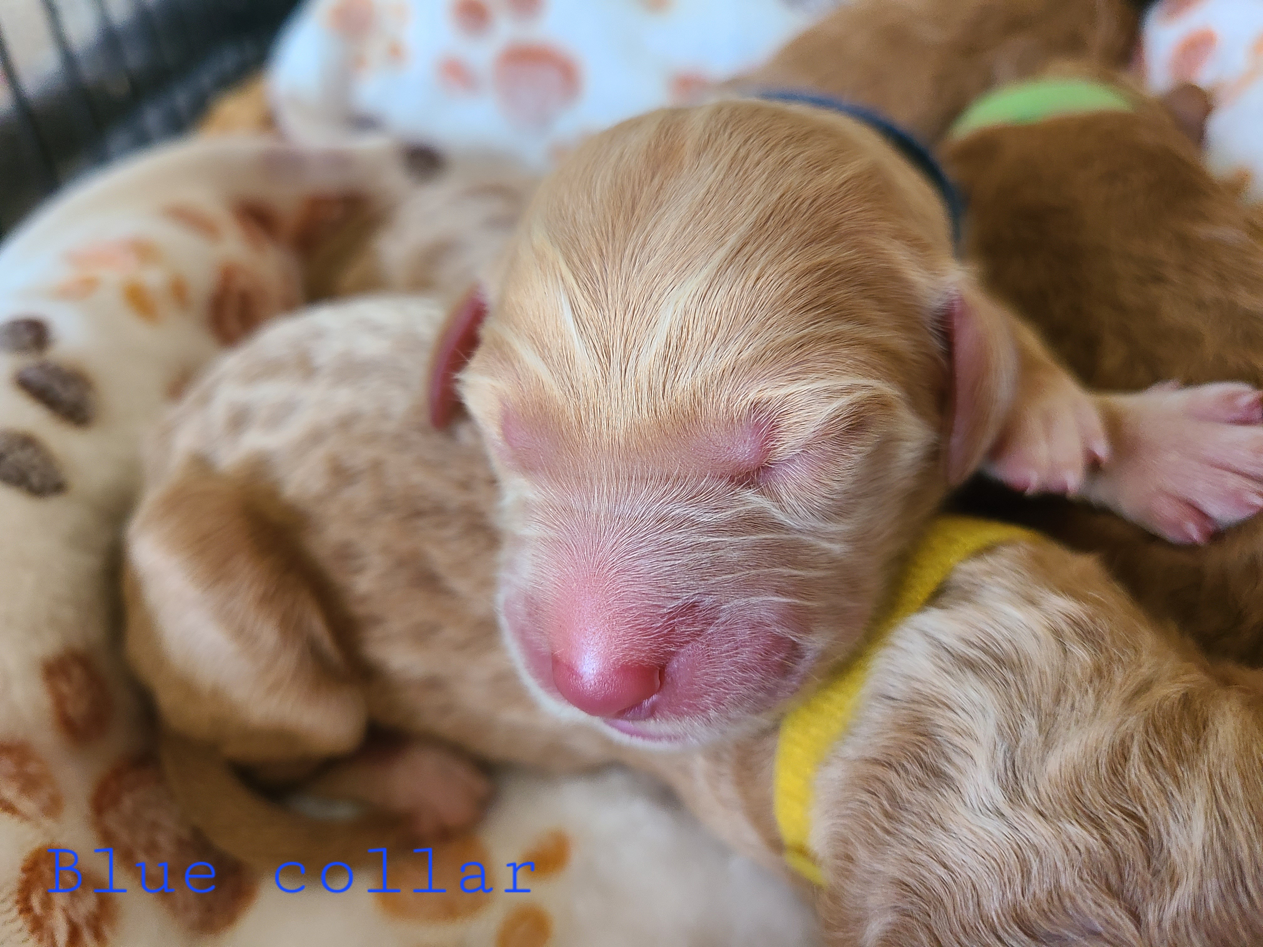 Goldendoodle Puppies from Doodle Den