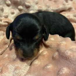 Saydee - Black and tan female Dachshund puppy in Dobson, North Carolina from Oakleys Dachshund Haven