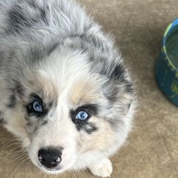 Miniature Australian Shepherds from Edwina's Aussies