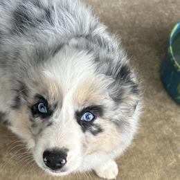 Miniature Australian Shepherds from Edwina's Aussies