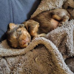 Kingston - Chocolate and tan male Yorkshire Terrier puppy in North Chesterfield, Virginia from YorkieLover