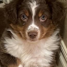Miniature Australian Shepherds from Dina's Miniature Australian Shepherds