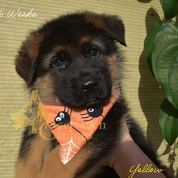 Yellow - Black and red male German Shepherd puppy in Orlando, Florida from AceHaven Canines