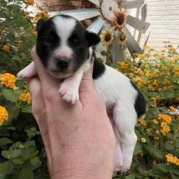 Satin - Black female Miniature Schnauzer puppy in Silver Creek, Mississippi from Mamie’s Minis, LLC