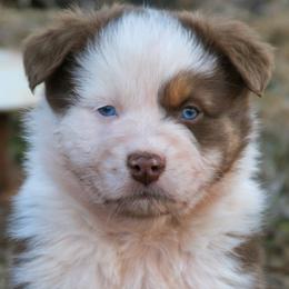 Wilson - Red tri-color male Australian Shepherd puppy in Tuscola, Texas from Rockin D Ranch