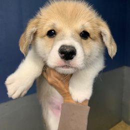 Pumpkin - Red male Pembroke Welsh Corgi puppy in Victoria, Texas from Clear Creek Corgis