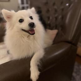 Tinkerbell - Japanese Spitz
