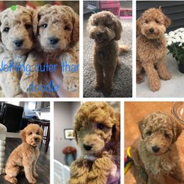 Goldendoodle Puppies from Campfire mini doodles and poodles