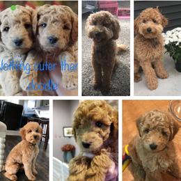 Goldendoodle Puppies from Campfire mini doodles and poodles