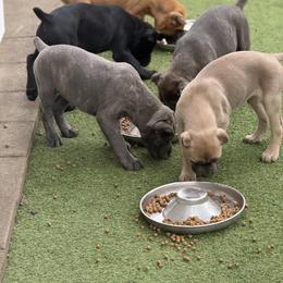 Cane Corso Puppies from Corso Empire