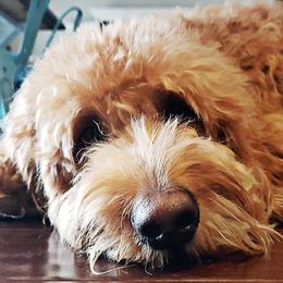 Goldendoodles from Wilmas Goldendoodles