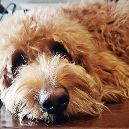 Goldendoodles from Wilmas Goldendoodles