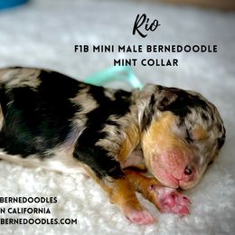 Bernedoodle Puppies from Starlight Bernedoodles