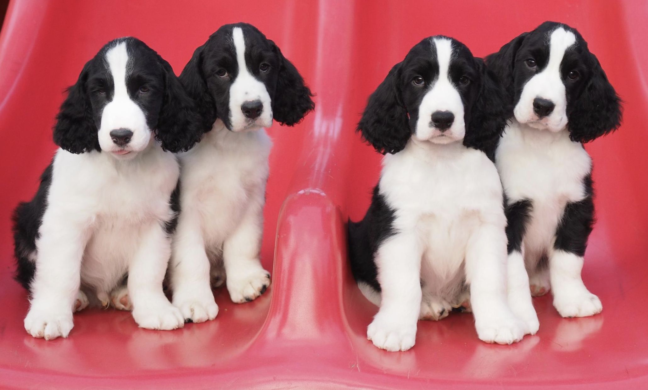 4 black and white Springer puppies sitting on a red slide