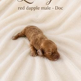 Doc - Dapple male Dachshund puppy in Indiantown, Florida from Turquoise River Minature Dachshunds