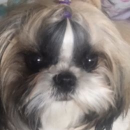 Shih Tzus from Wendy's Shih Tzus
