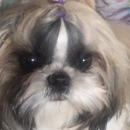 Shih Tzus from Wendy's Shih Tzus