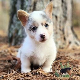 Boo - Blue merle and white male American Corgi puppy in Cameron, North Carolina from Butts Family Corgis