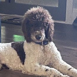 Louie - Poodle