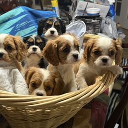 Cavalier King Charles Spaniel puppies from Encore Cockers