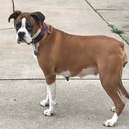 Boxer All Grown Up from Irish Celtic Boxer