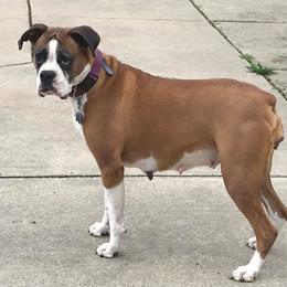 Boxer All Grown Up from Irish Celtic Boxer