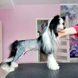 Vogue - Chinese Crested
