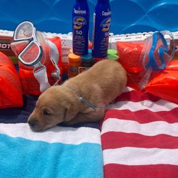 Blue Collar Male - Yellow male Labrador Retriever puppy in Hurtsboro, Alabama from PARK’s Family Farm