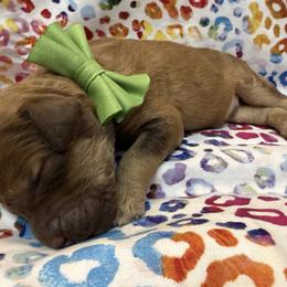 Green - Sable male Poodle puppy in Houma, Louisiana from Smart Azz Poodles