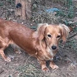 Pumpkin - Dachshund