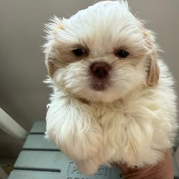 Lincoln - Cream and white male Shih Tzu puppy in Covington, Georgia from Top Hats 2  Shih Tzu’s