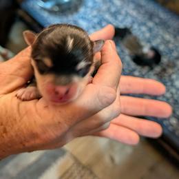 Boy 3 - Black and white male Pomsky puppy in Spring Hill, Florida from www.PuppyTimeEmporium.com