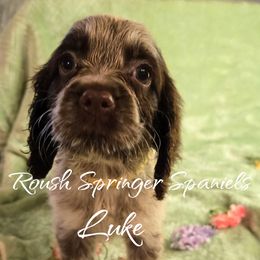 LUKE (Boy 3) - Liver and white English Springer Spaniel puppy in Mobile, Alabama from Roush English Springer Spaniels