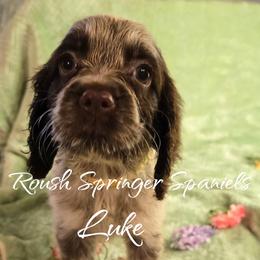 LUKE (Boy 3) - Liver and white English Springer Spaniel puppy in Mobile, Alabama from Roush English Springer Spaniels