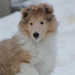 Collie Puppies from Deb Smith