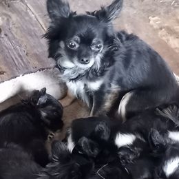 Chihuahuas from PK's Chi's