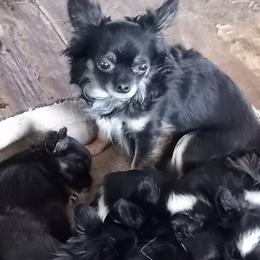 Chihuahuas from PK's Chi's