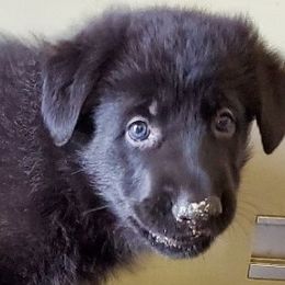 German Shepherd Puppies from Saint Pete Sheps