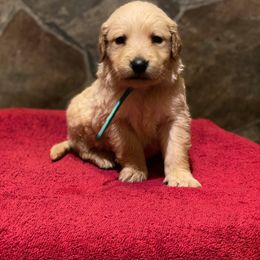 Golden Retriever Puppies from Heartland Goldens