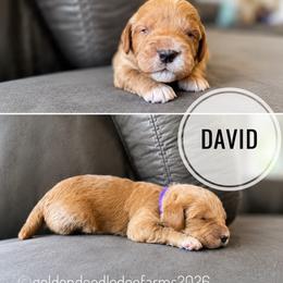 David - Apricot male Golden Aussiedoodle puppy in Hyrum, Utah from Goldendoodledoo Farms