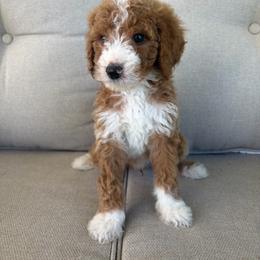 Cherry - Red  male Goldendoodle puppy in Smithfield, Kentucky from KBK9 Kennels