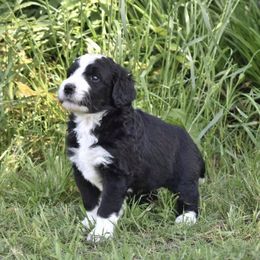 Bernedoodles, Goldendoodles, and Poodles from Four Willows Farm